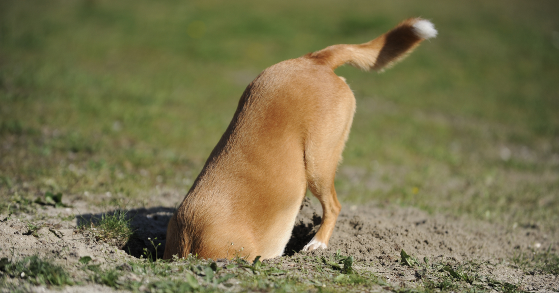 ¿Por qué entierra tu perro su juguete?