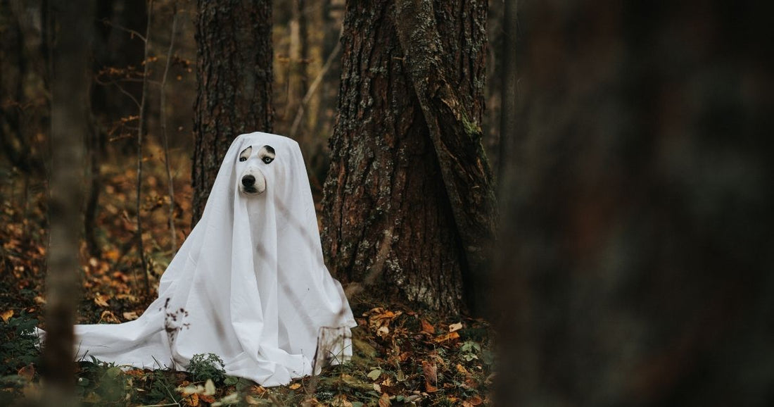 ¿Pueden los perros ver fantasmas?